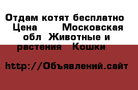 Отдам котят бесплатно › Цена ­ - - Московская обл. Животные и растения » Кошки   